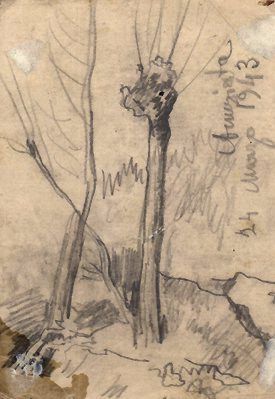 Attilio Pratella, trimmed trees